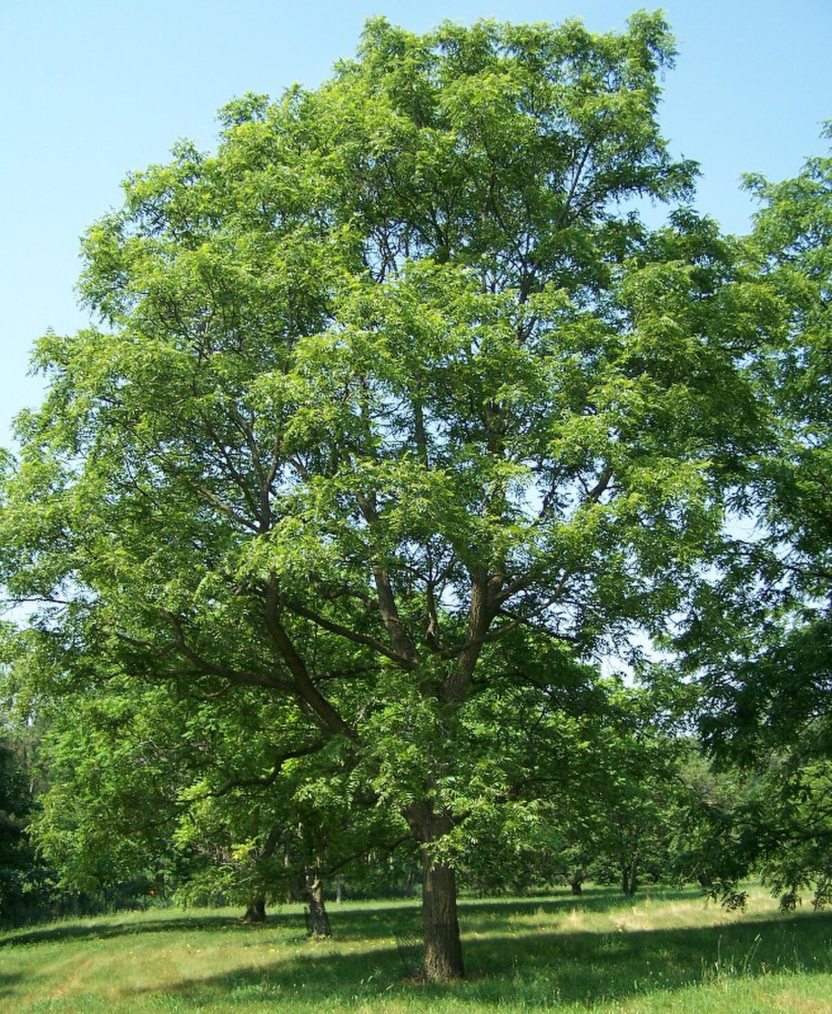 Juglans intermedia