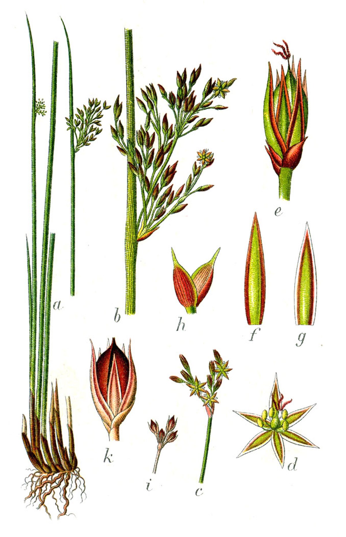 Juncus inflexus