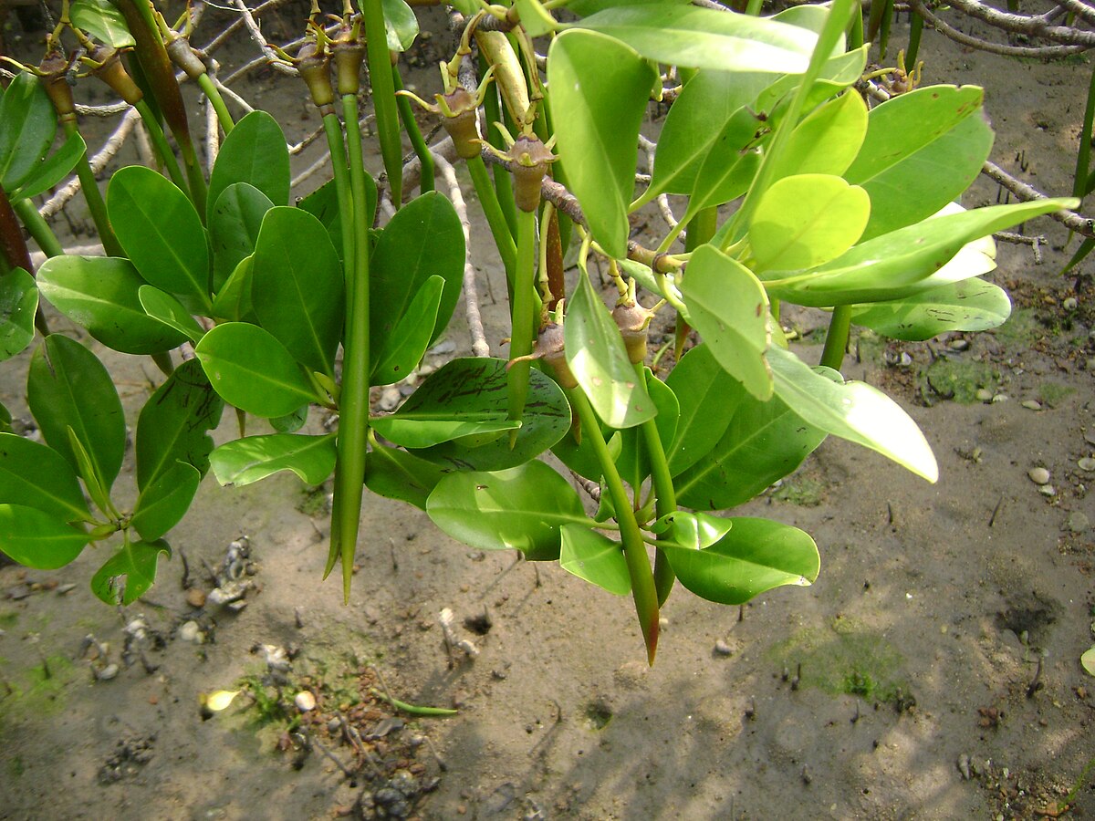 Kandelia obovata