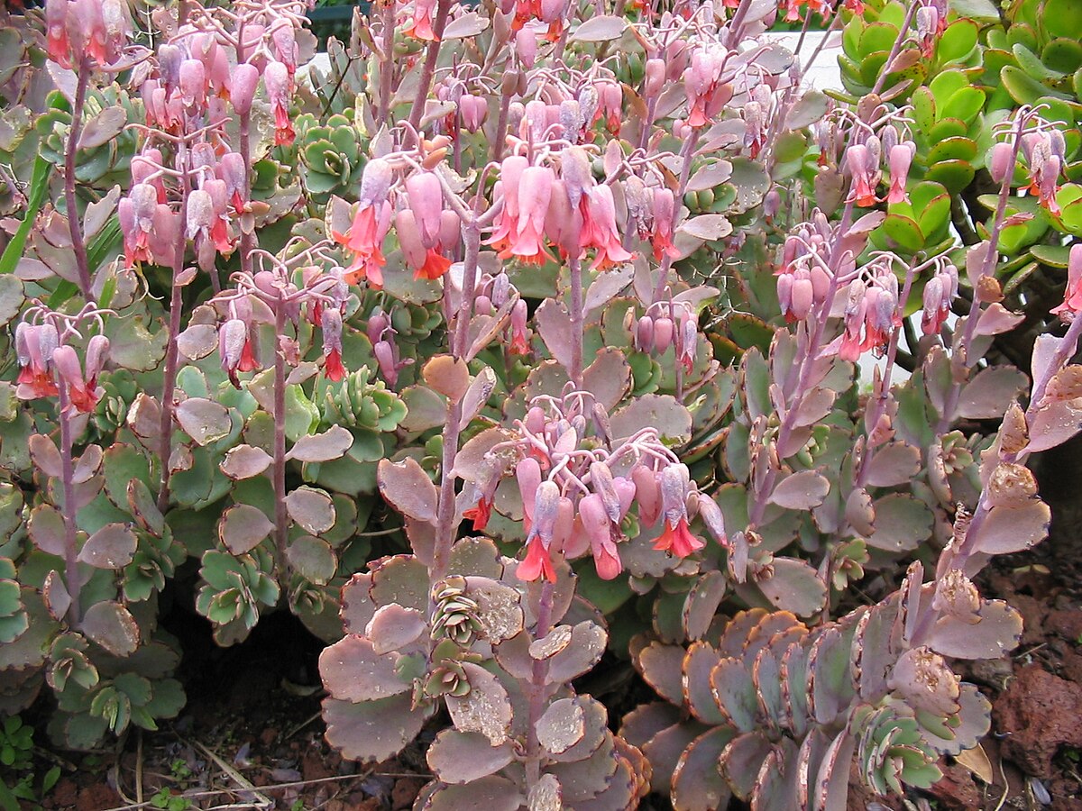 Kalanchoë fedtschenkoi