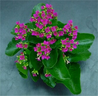Kalanchoe gracilipes
