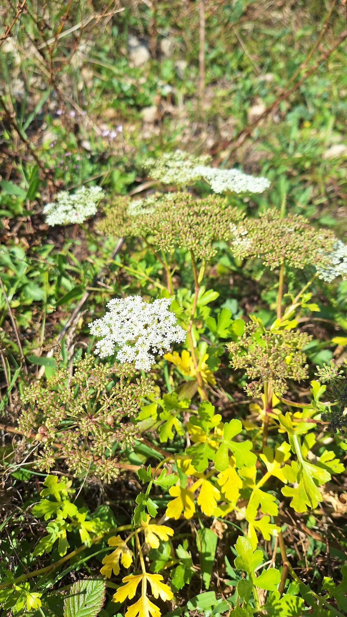 Kitagawia praeruptora