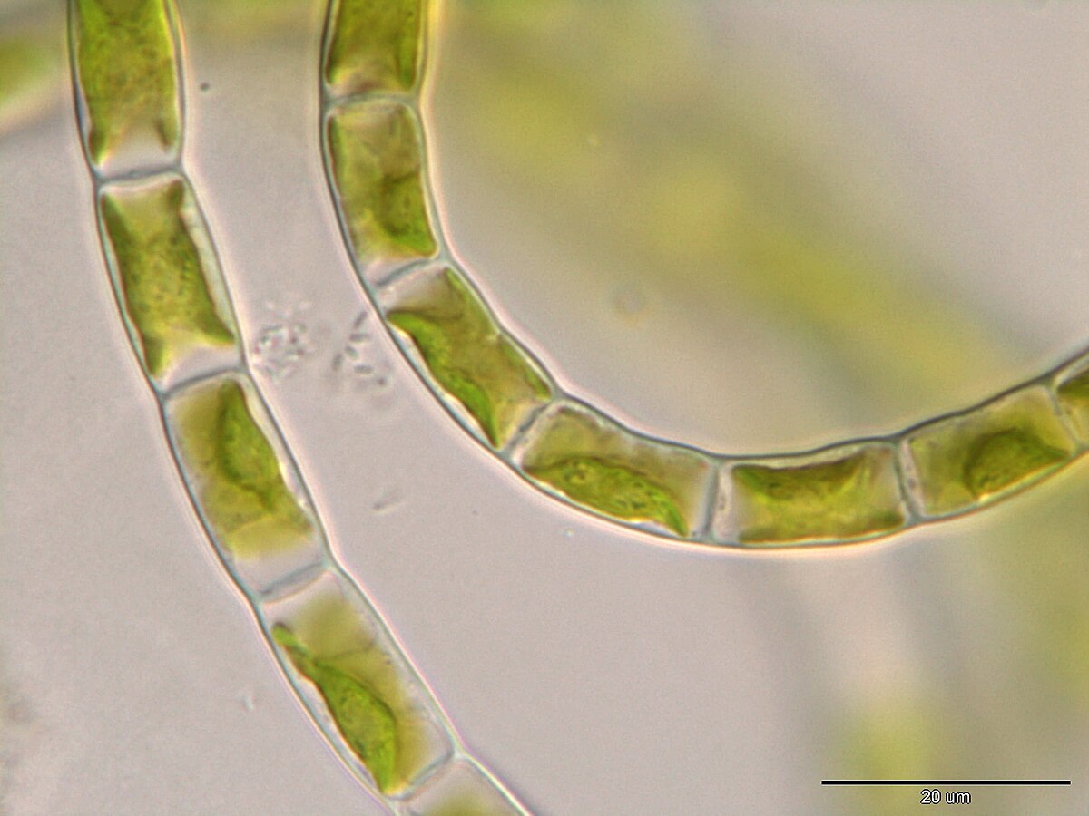 Klebsormidium flaccidum