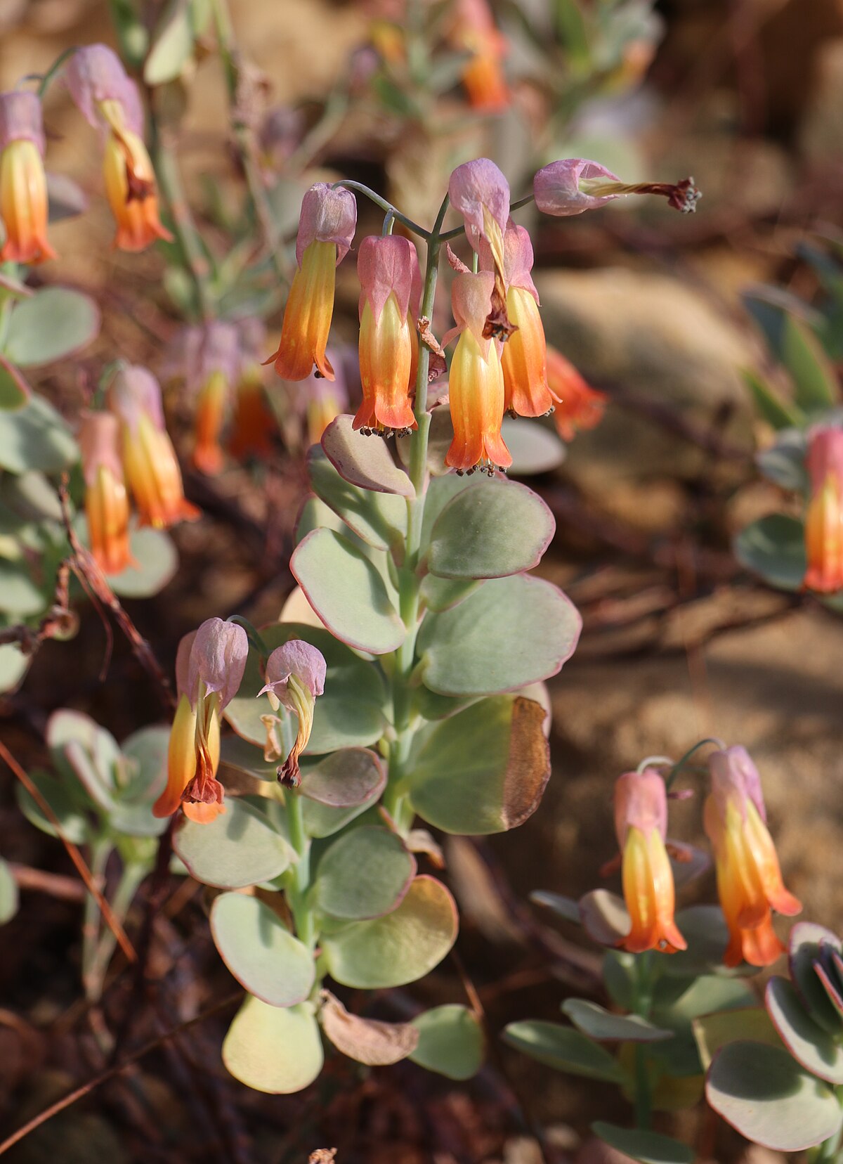 Kalanchoe marnieriana
