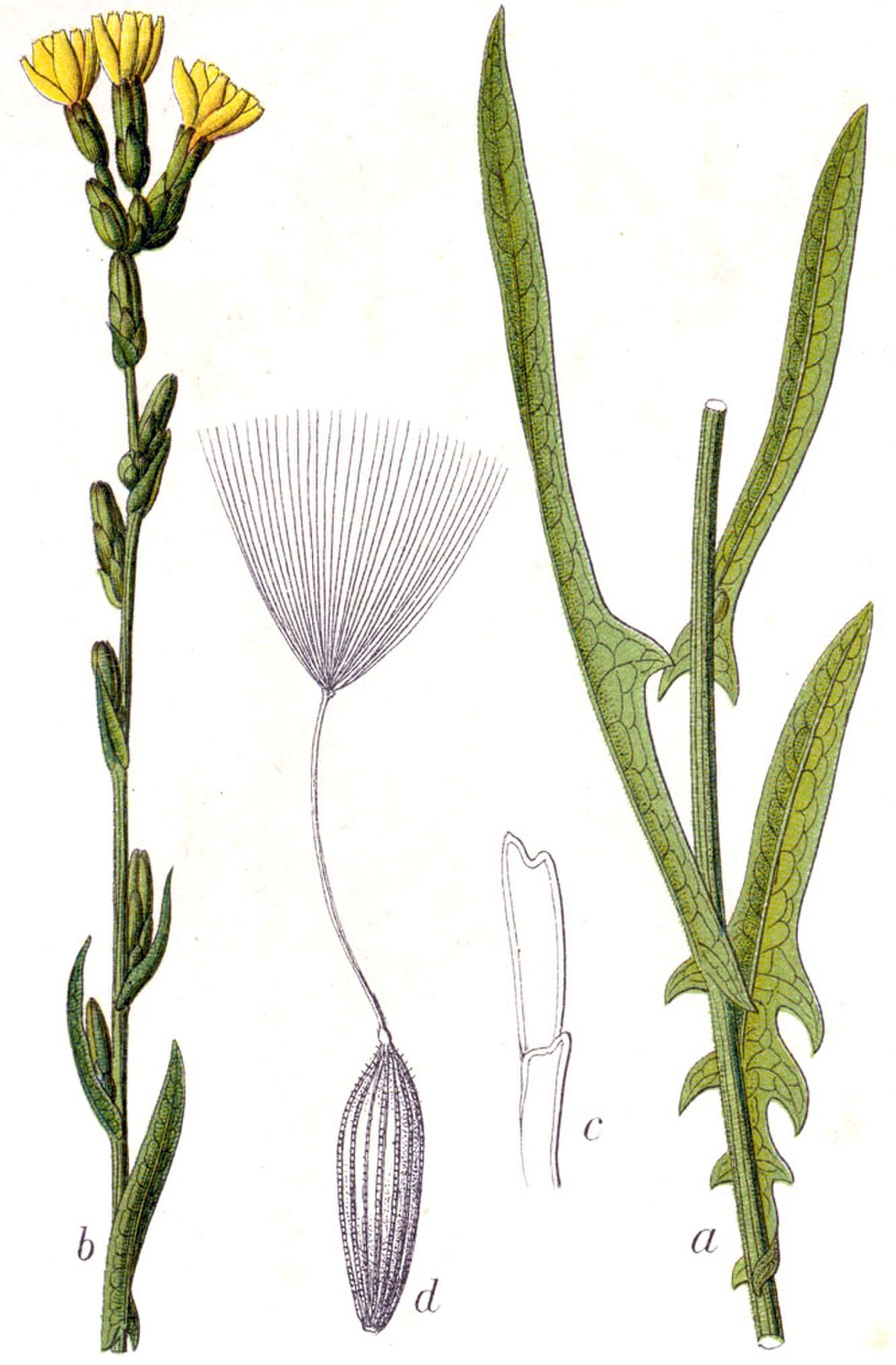 Lactuca saligna