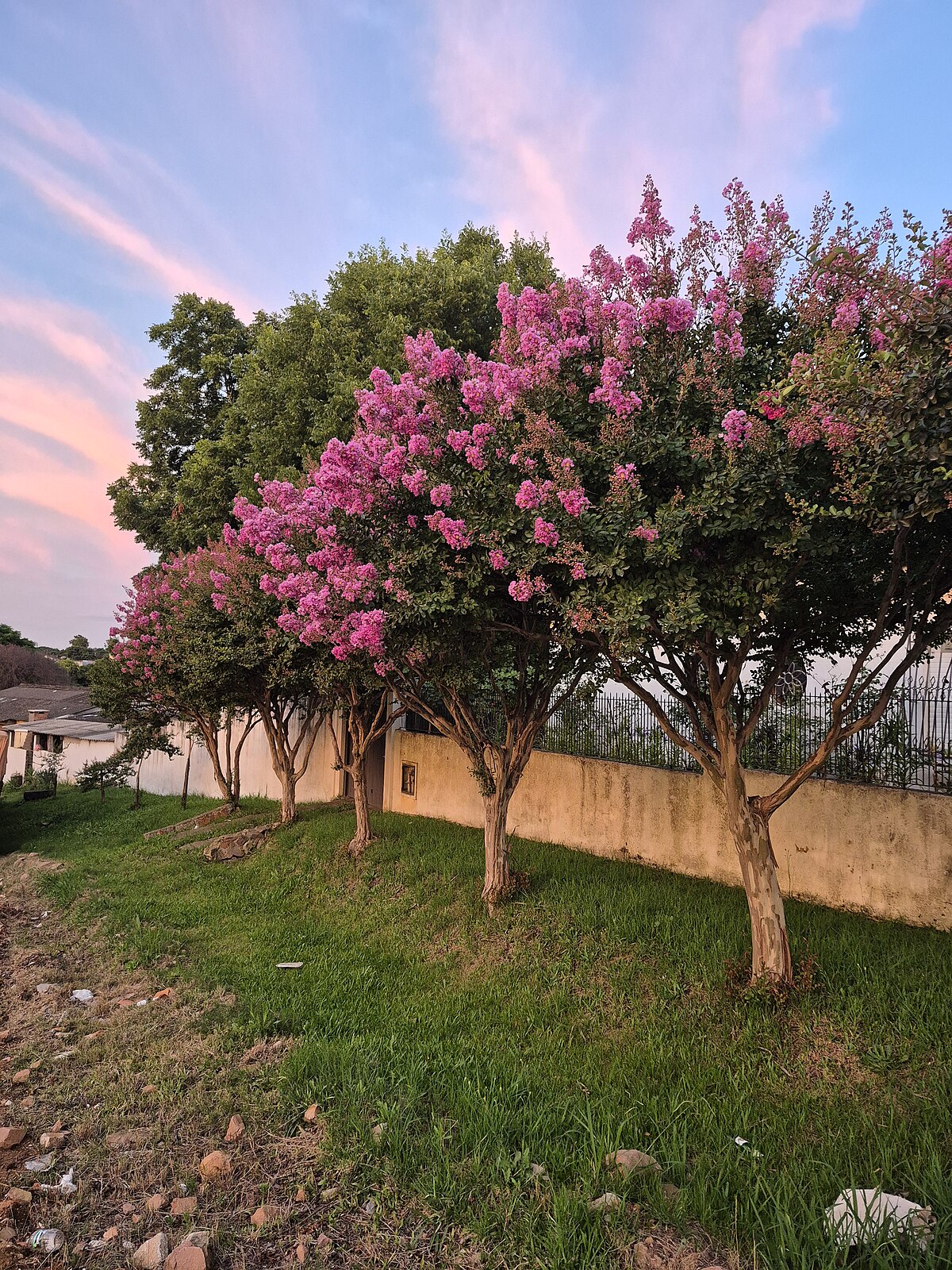 Lagerstroemia indica