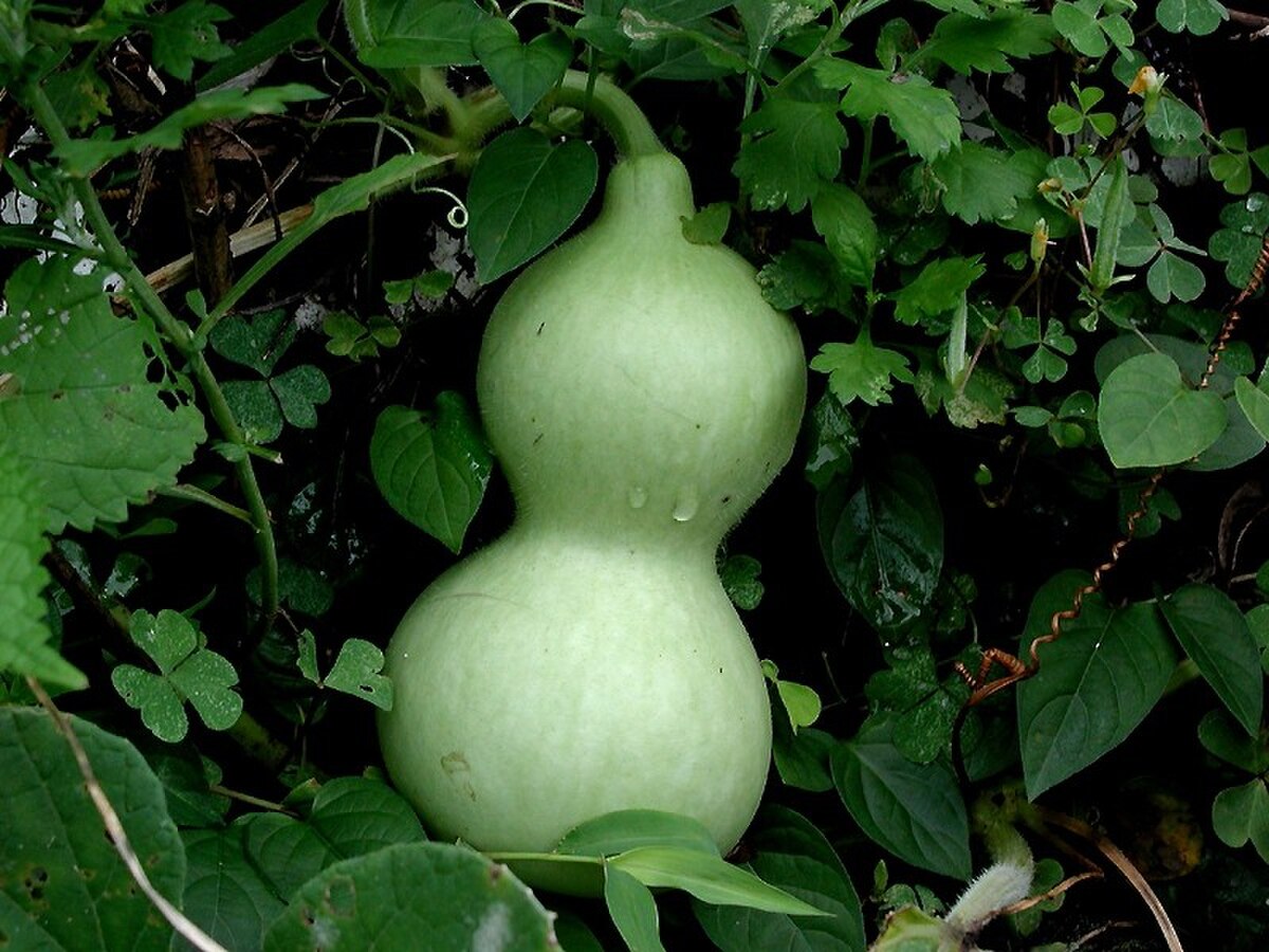 Lagenaria siceraria