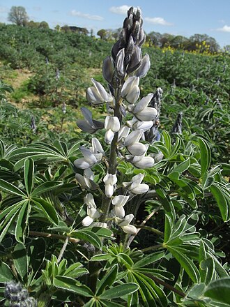 Lupinus albus