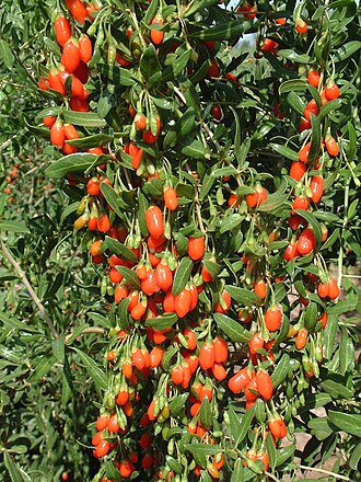 Lycium barbarum