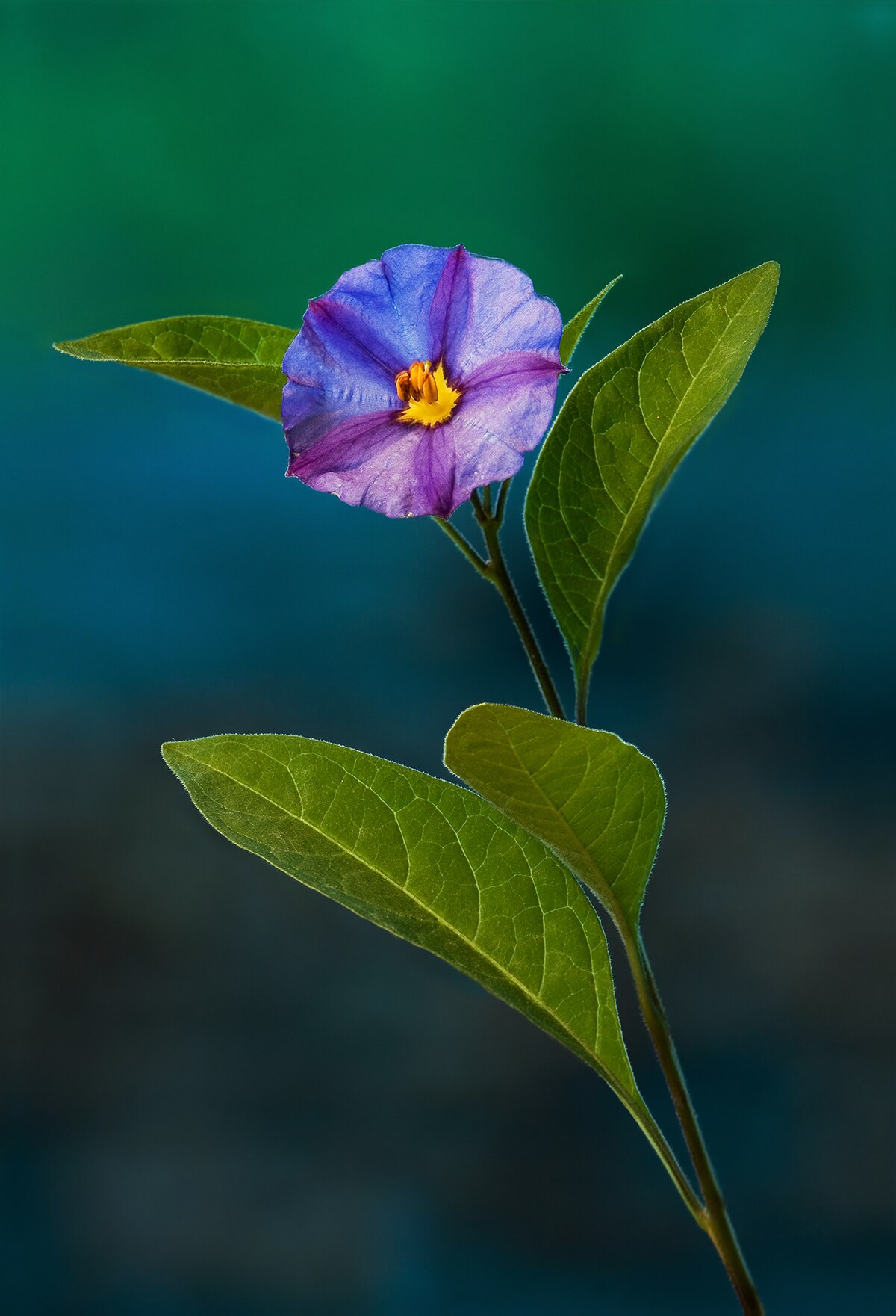 Lycianthes Biflora.Protein.Faa.Gz