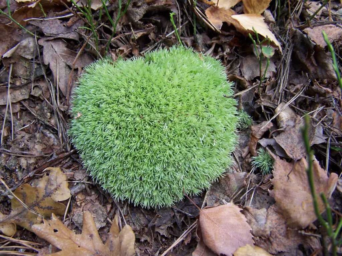 Leucobryum bowringii