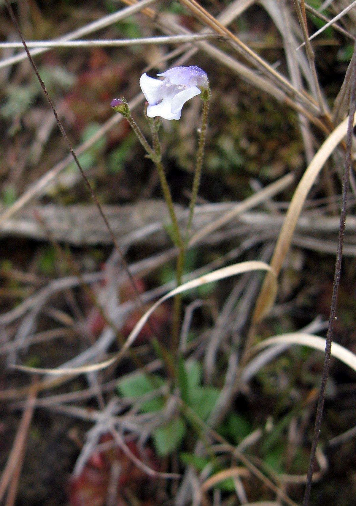 Lindernia brevidens