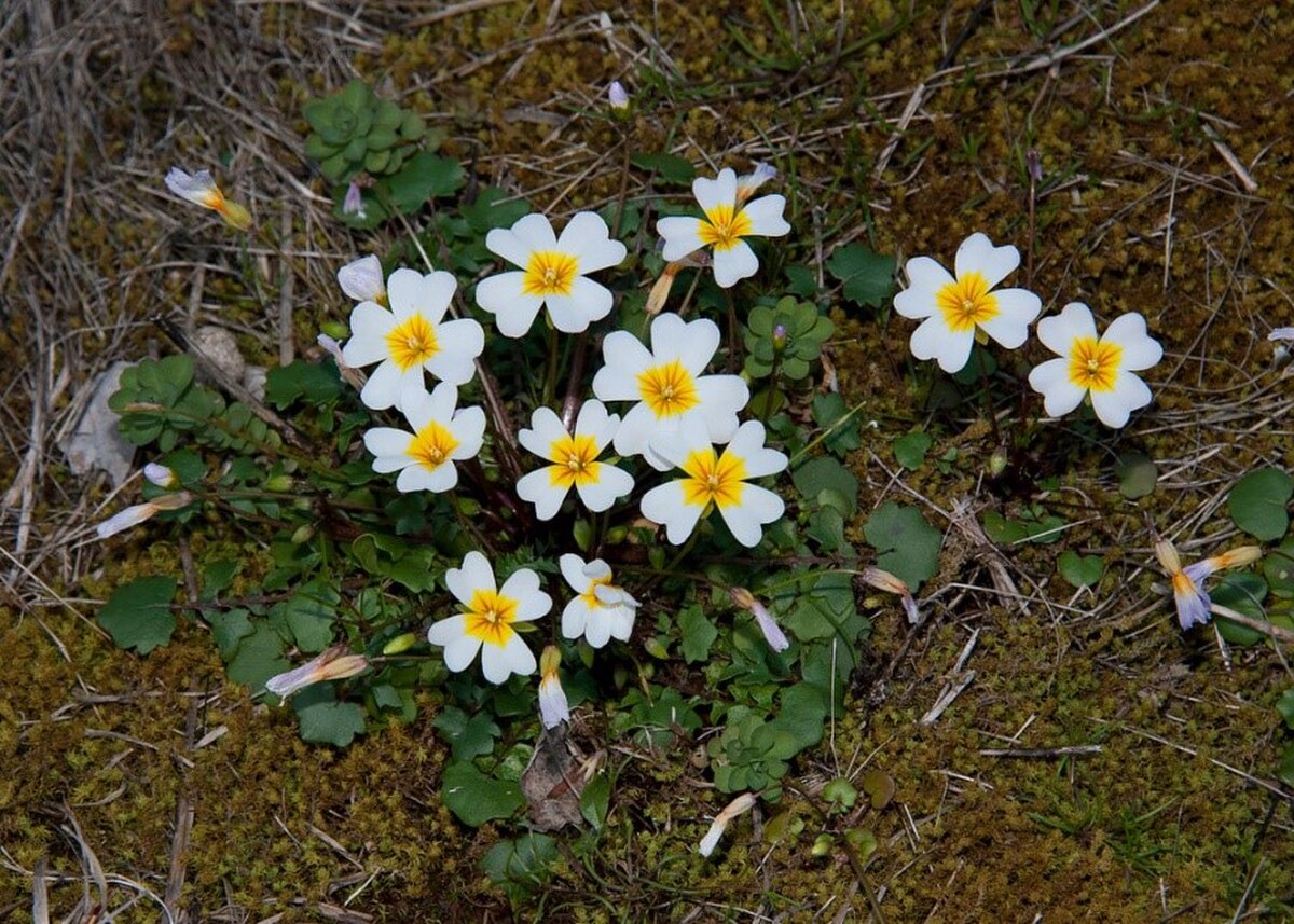 Leavenworthia alabamica