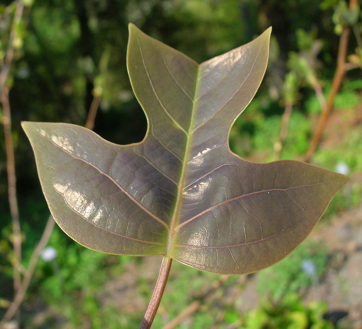 Liriodendron chinense