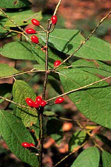Lindera megaphylla