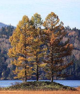 Larix kaempferi