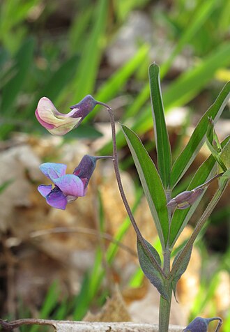 Lathyrus linifolius