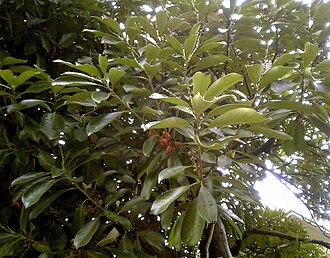Lithocarpus litseifolius