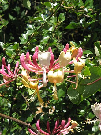 Lonicera macranthoides