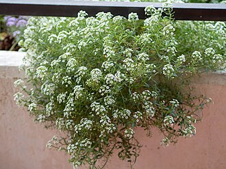 Lobularia maritima