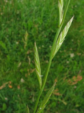 Lolium multiflorum