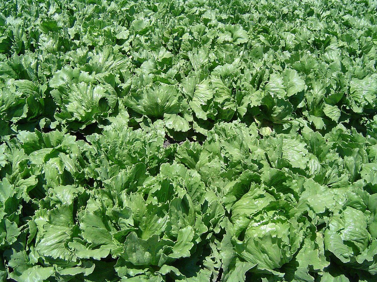 Lactuca sativa PKU06