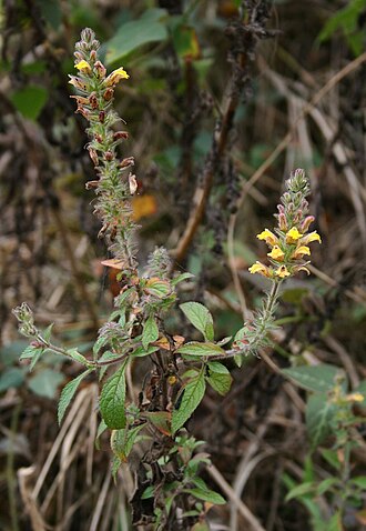 Lindenbergia