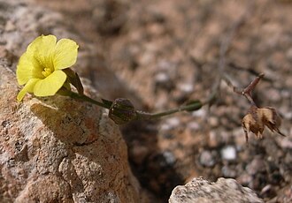 Linum trigynum