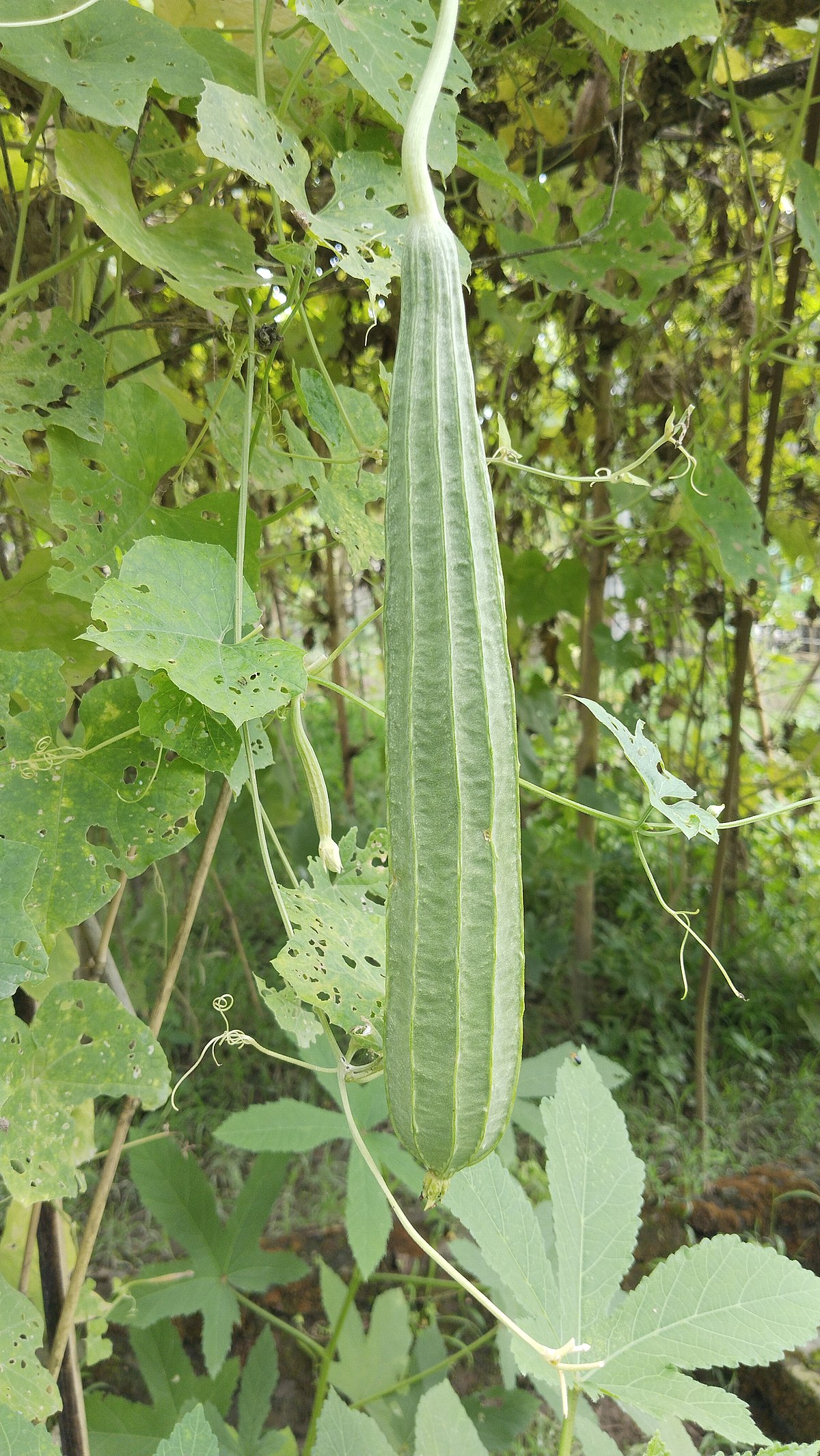 Luffa acutangula