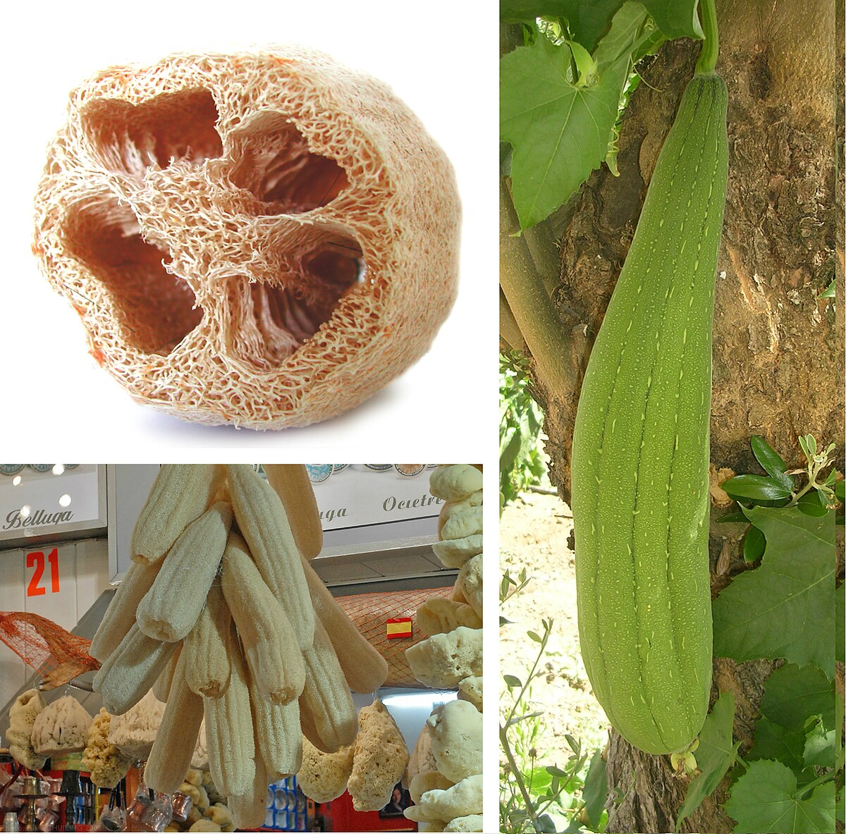 Luffa cylindrica