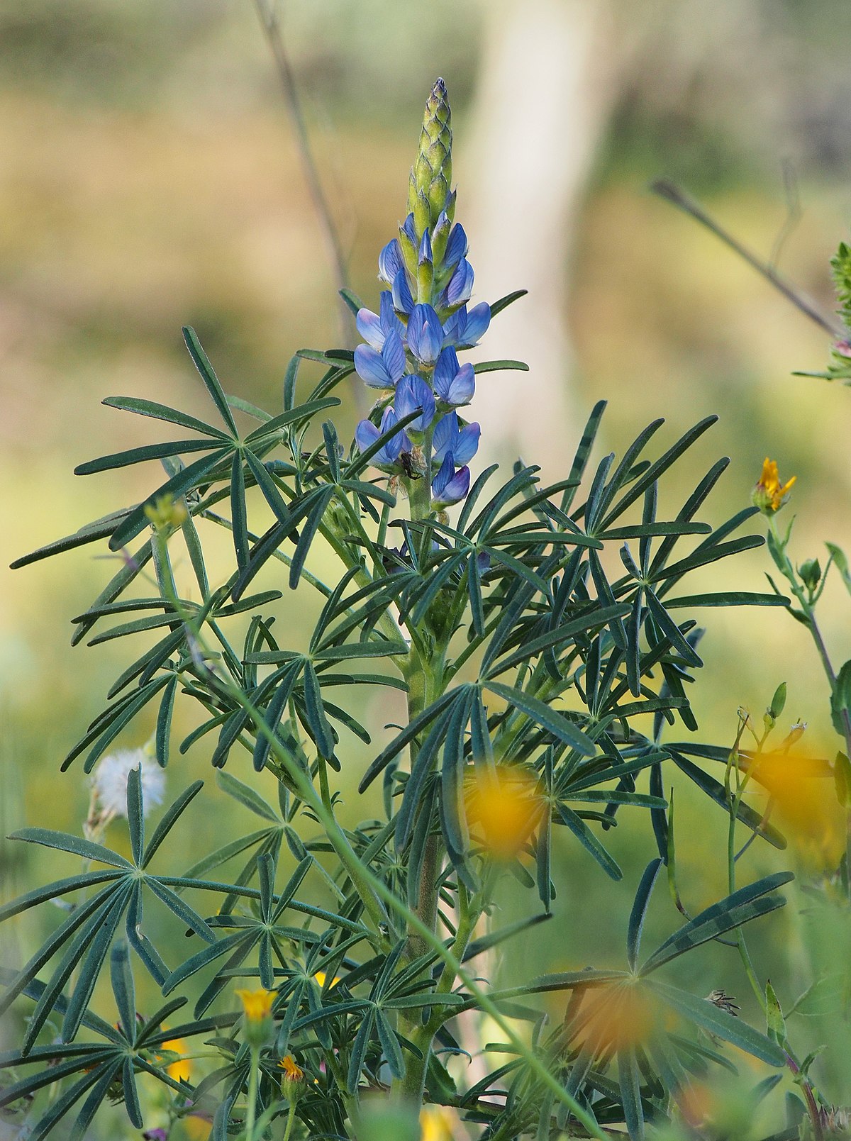 Lupinus angustifolius