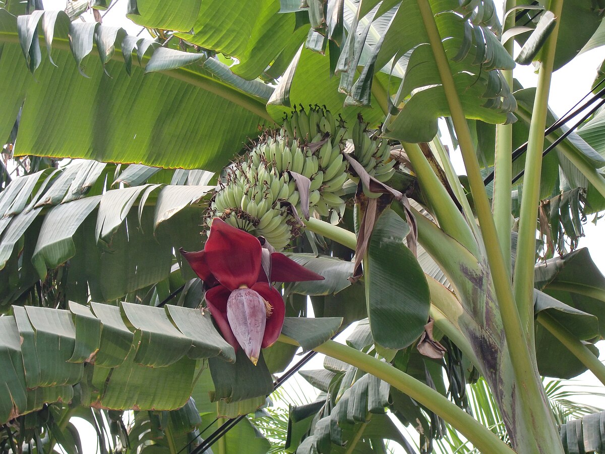 Musa acuminata Baxijiao