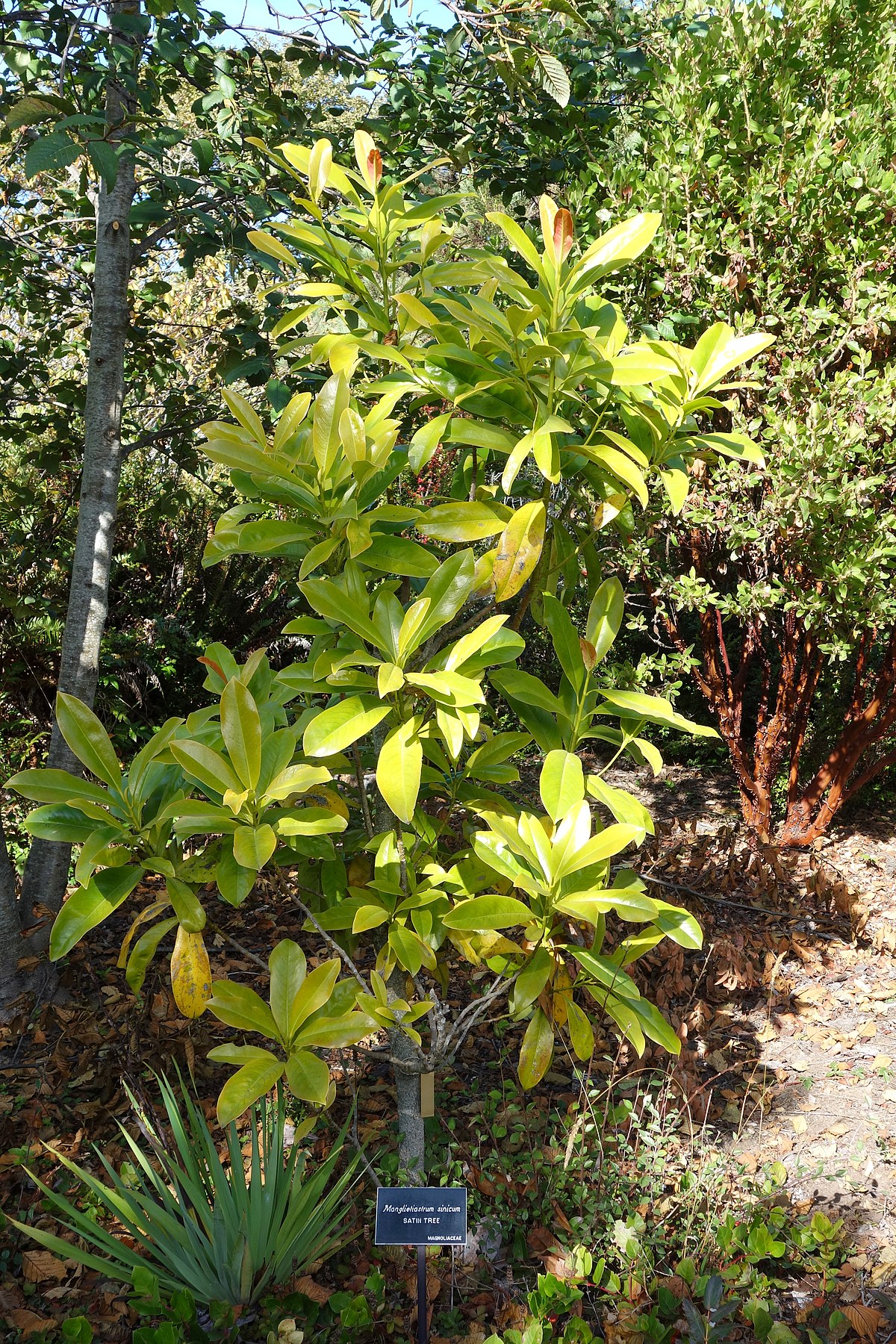 Magnolia sinica