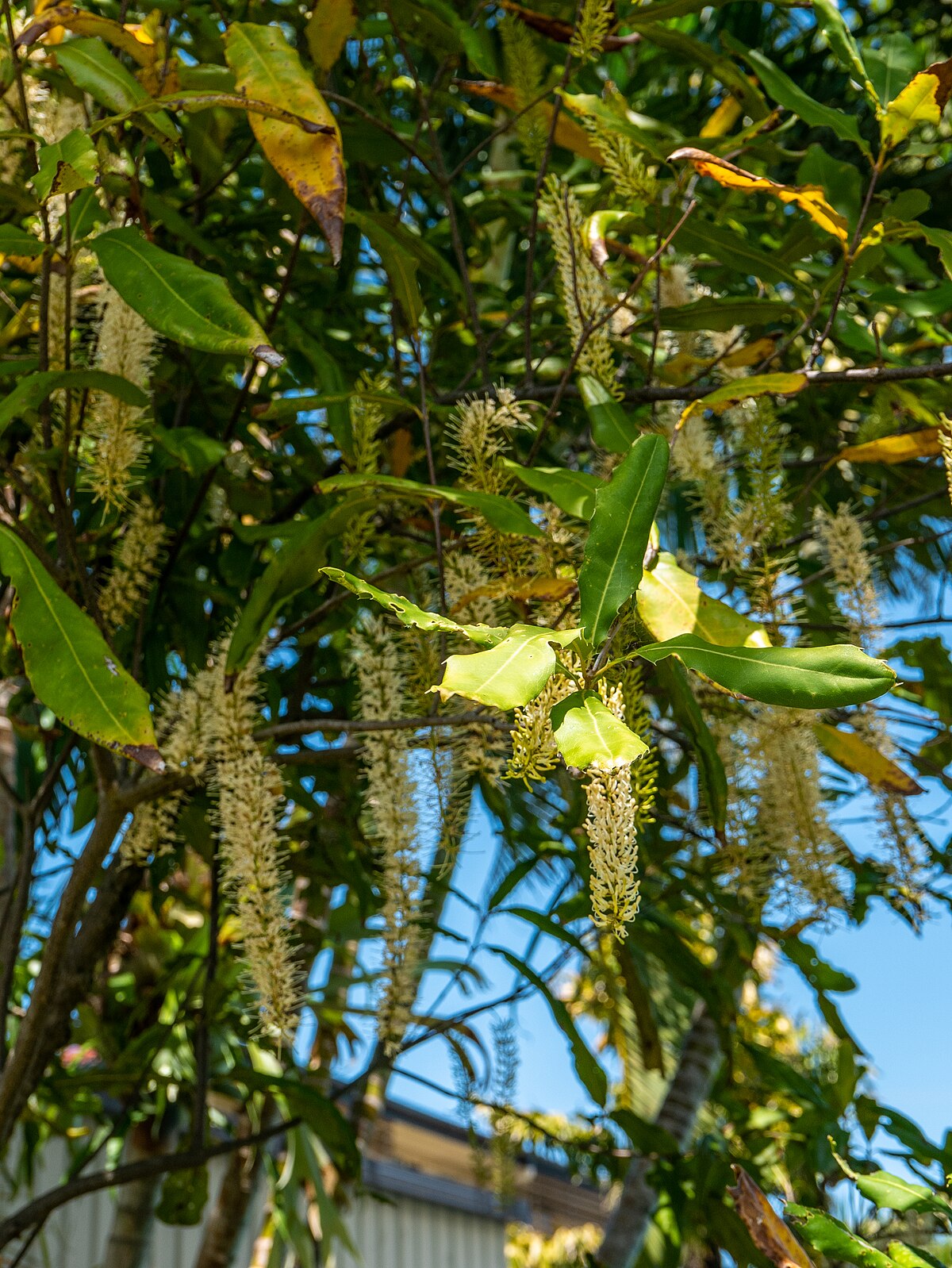 Macadamia integrifolia