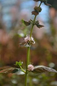 Mentha aquatica