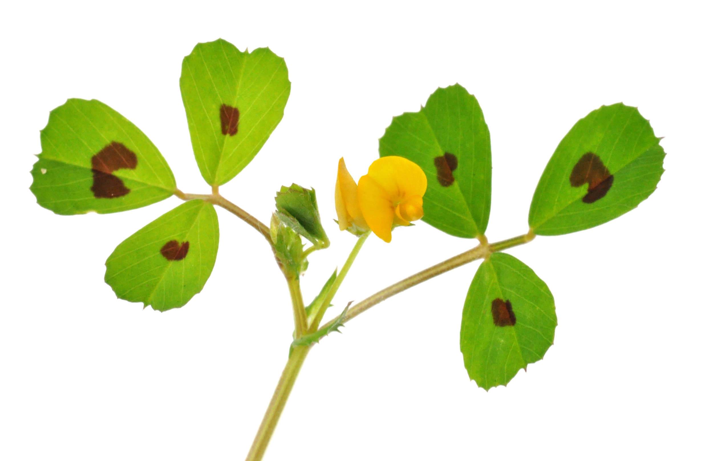 Medicago arabica
