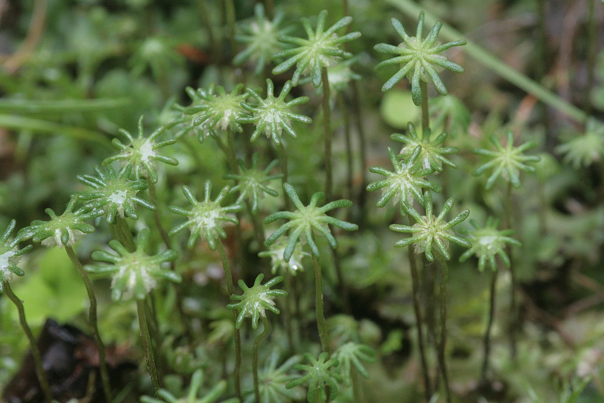 Marchantia polymorpha