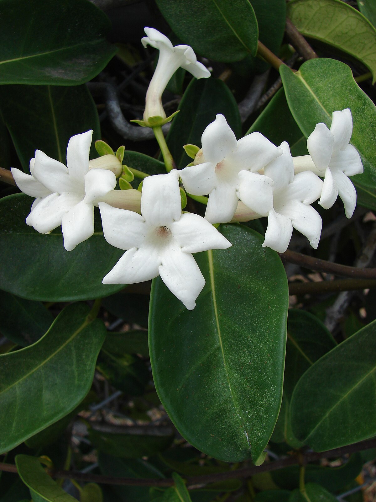 Marsdenia tenacissima