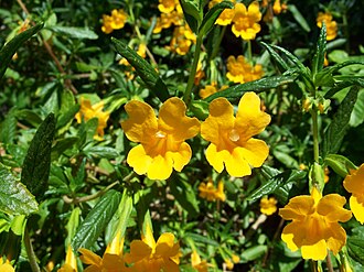 Mimulus aurantiacus