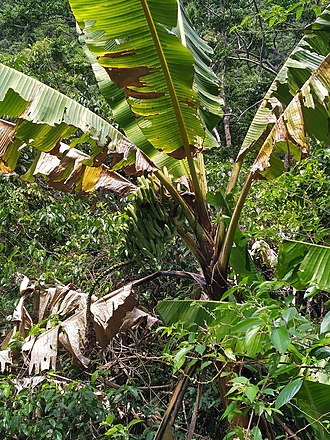 Musa banksii
