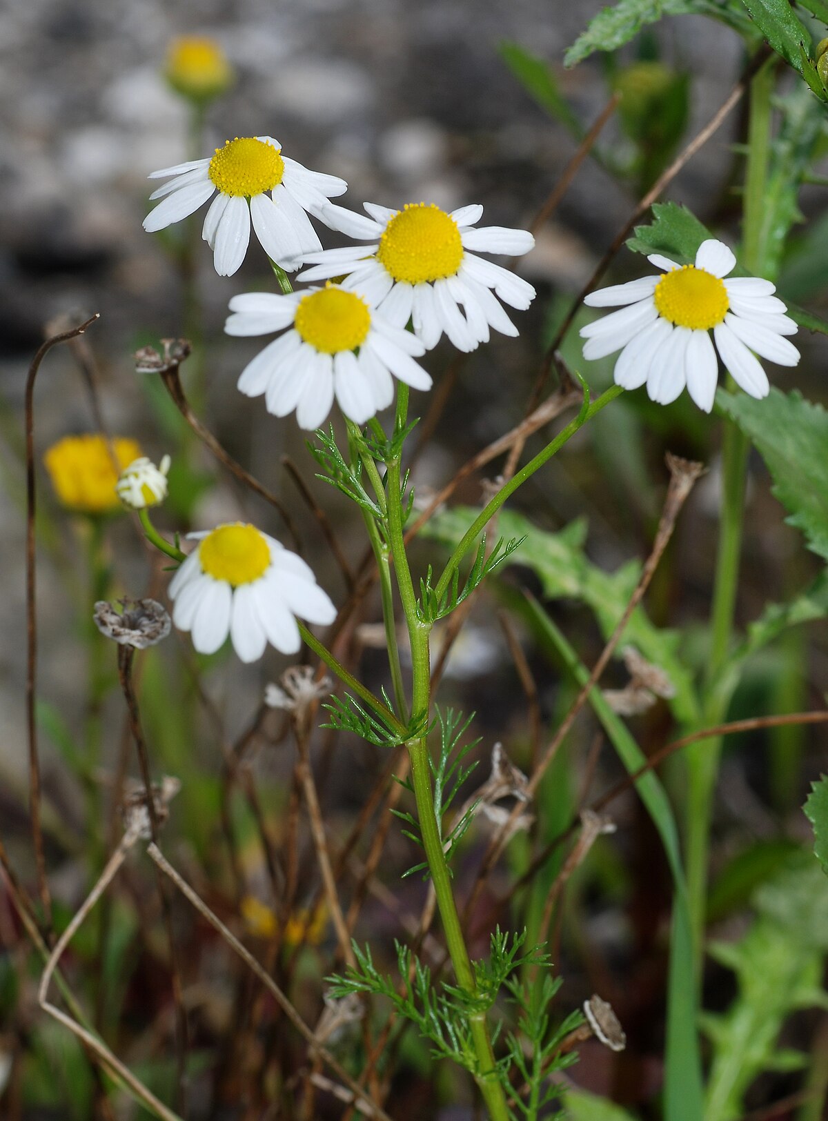 Matricaria chamomilla