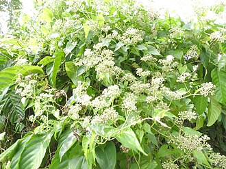 Mikania cordata