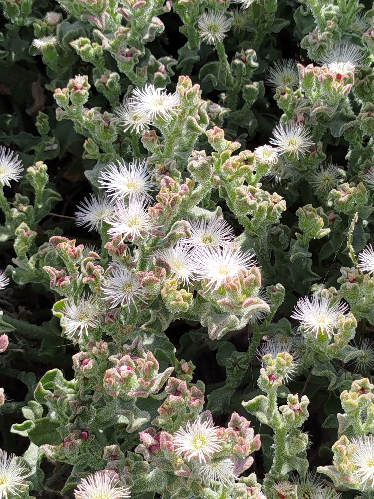 Mesembryanthemum crystallinum