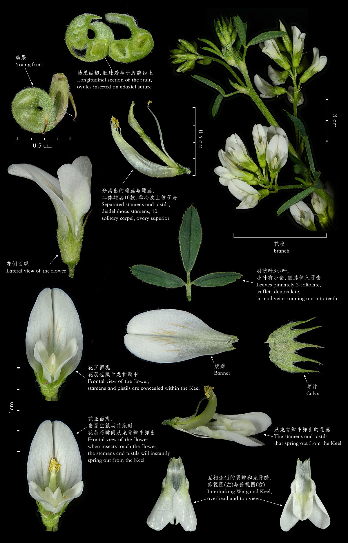 Medicago ruthenica