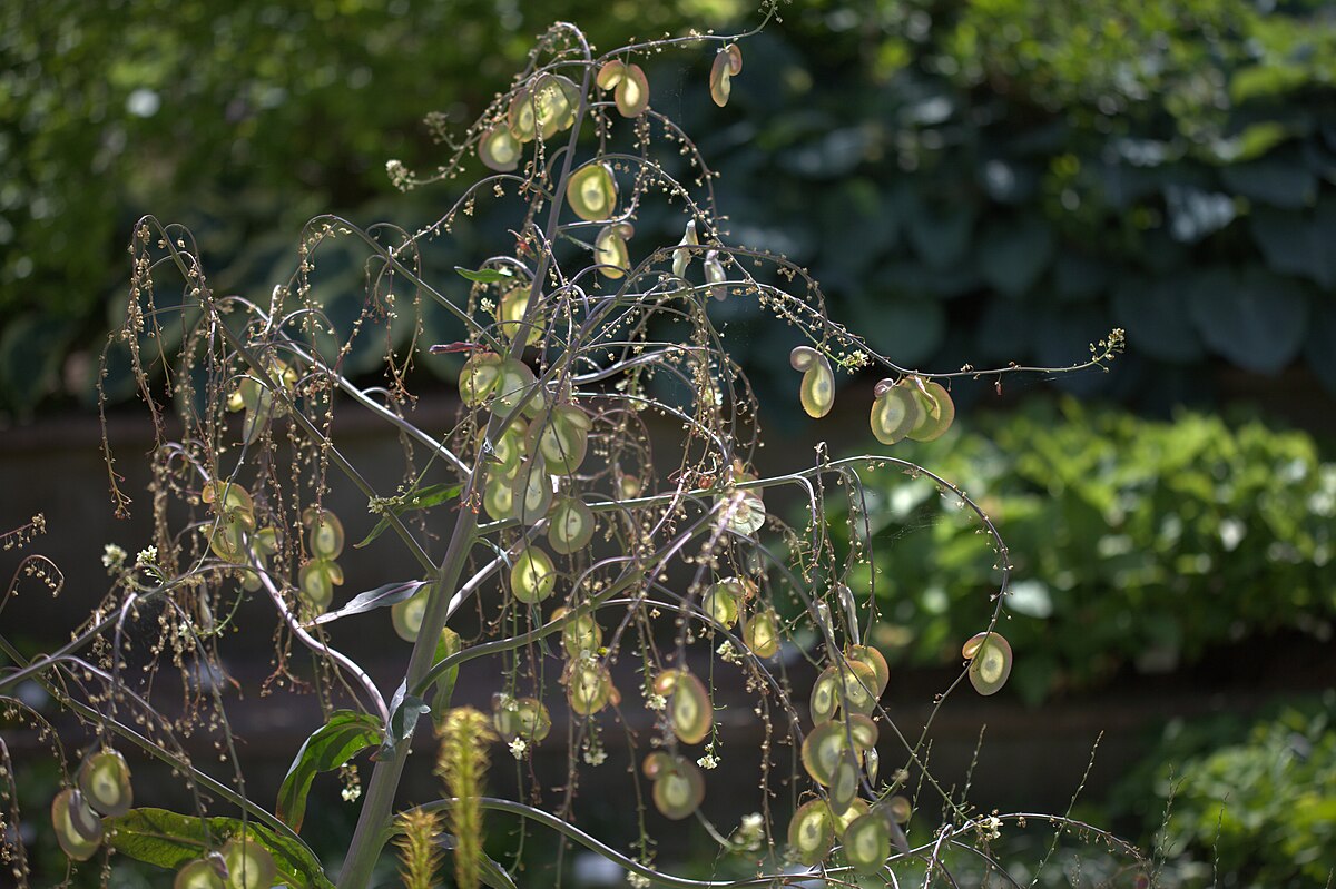 Megacarpaea delavayi