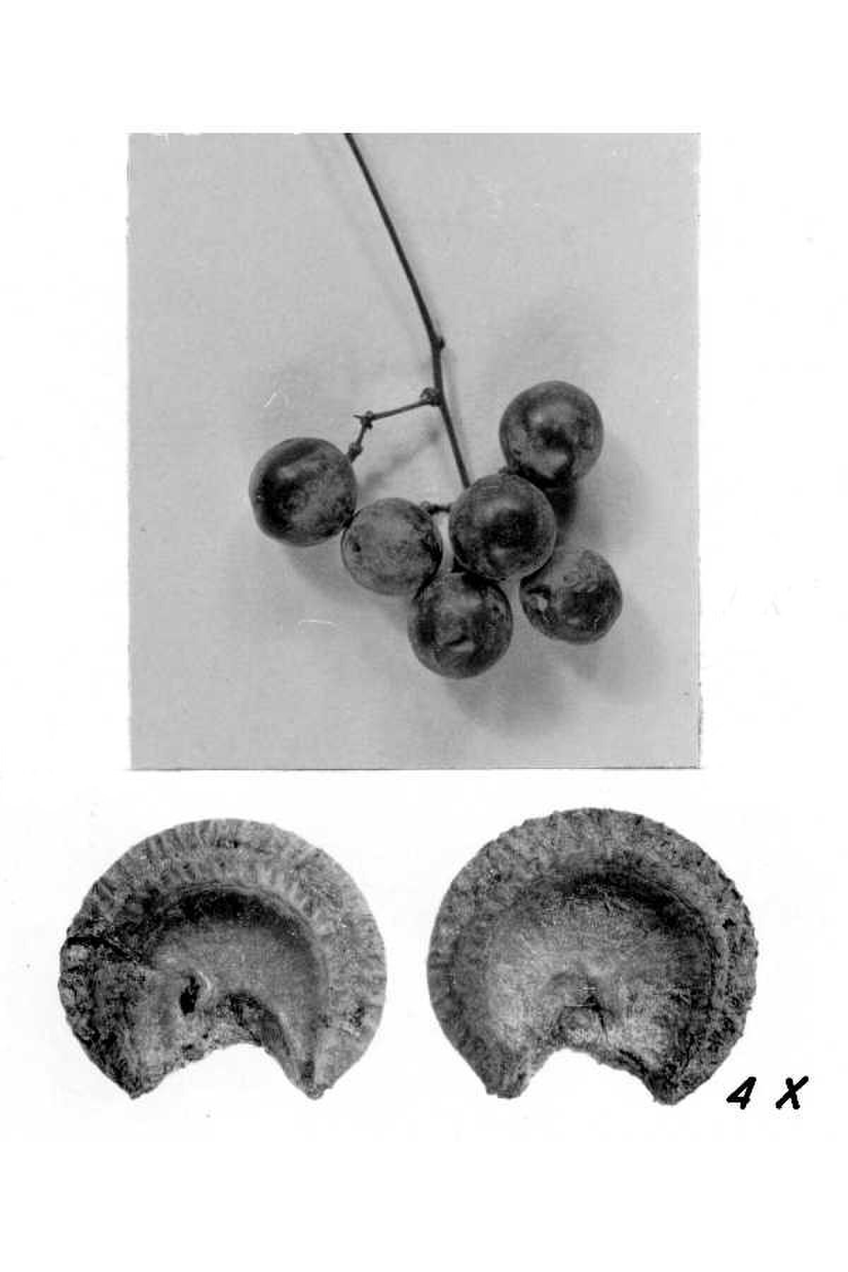Menispermum dauricum