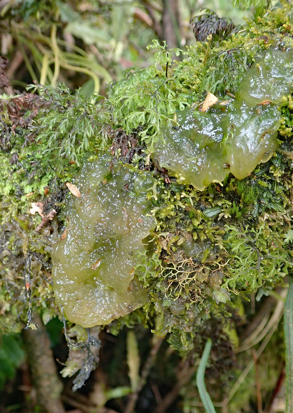 Mesotaenium endlicherianum