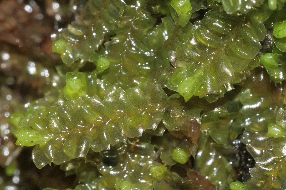 Mesoptychia sp