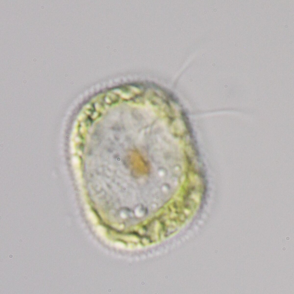 Mesostigma viride
