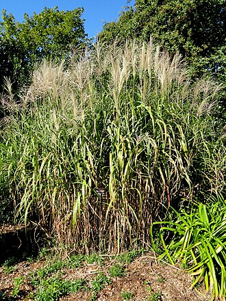 Miscanthus floridulus